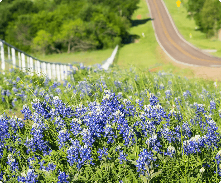 Bluebonnets by a winding country road.