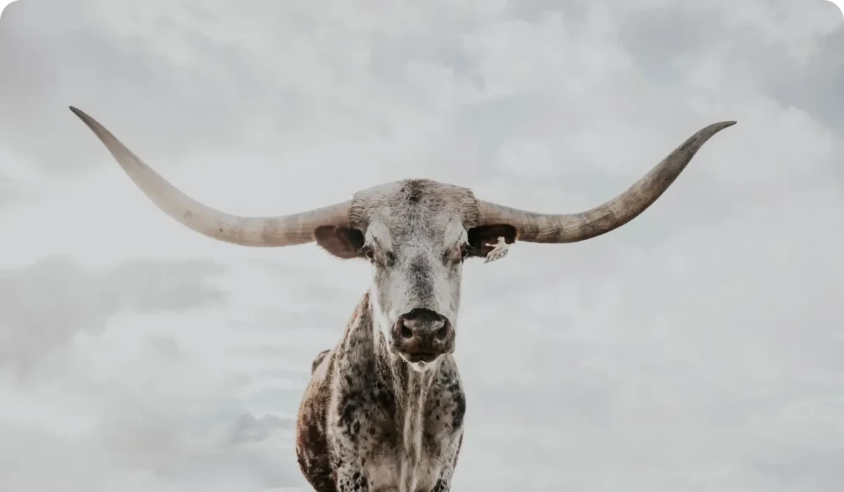 Longhorn cow against a cloudy sky background.
